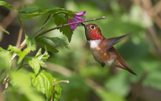 Обои Охристый колибри, цветок, rufous hummingbird, птичка