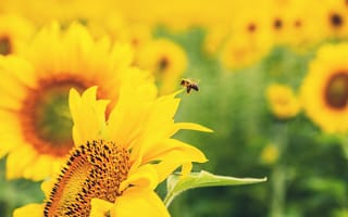 Картинка пчела, желтые, зелень, размытость, природа, цветы, подсолнух, цветок
