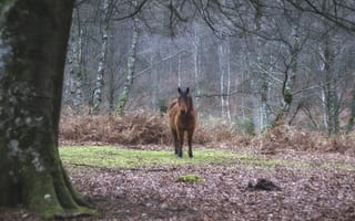 Картинка лес, деревья, лошадь