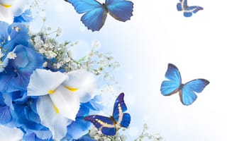 Картинка blue, blossom, бабочки, white, butterflies, flowers, цветы
