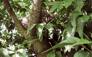 Картинка котята, дерево, листья