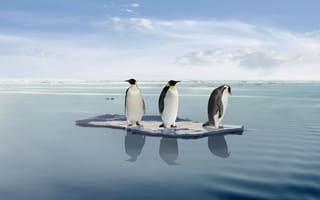 Обои Пингвины, Путешествие, На льдине