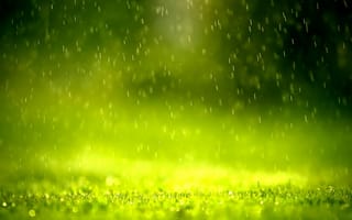Картинка Зелень, дождь, хорошая погода, утро, детали