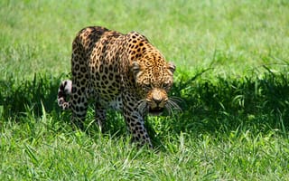 Картинка леопард, луг, пятнистая кошка, хищник, leopard