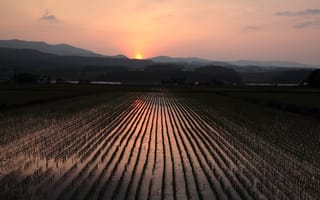 Картинка рис, поле, закат