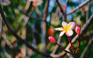 Картинка Цветок, Plumeria, flower, the Sunset, макро, Tri-color