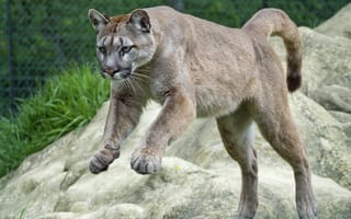 Картинка кугуар, кошка, горный лев, прыжок, ©Tambako The Jaguar, пума