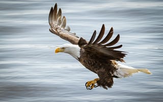 Картинка белоголовый орлан, птица, полет, крылья, хищник