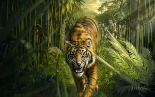 Картинка тигр, хищник, взгляд, джунгли