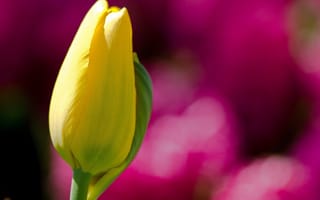 Картинка цветок, фокус, размытость, тюльпан, розовый, желтый