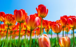 Картинка тюльпаны, весна, красные, цветы
