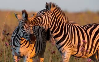 Обои зебры, природа