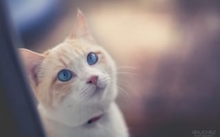 Картинка кот, взгляд вверх, морда, глаза, кошка