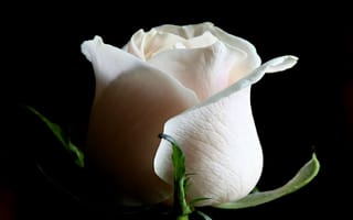 Картинка роза, лепестки, белая