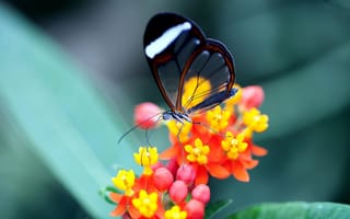 Картинка цветок, бабочка, прозрачность