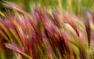 Картинка Макро, трава, колоски, ковыль
