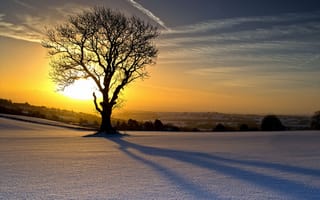 Картинка зима, дерево, закат