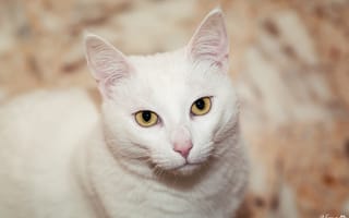 Картинка кот, глаза, кошка, морда, белый, взгляд вверх