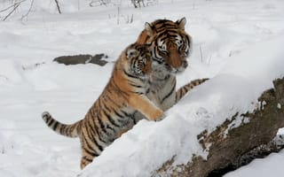 Обои детёныш, котёнок, амурский, тигр, снег, кошка, семья, тигрица, тигрёнок, пара