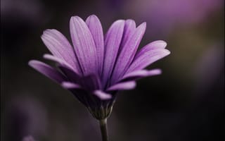 Картинка цветок, цвет, лепестки, фиолетовый, макро, растение