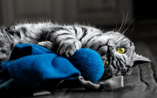 Картинка кошка, серый фон, глаза, кот