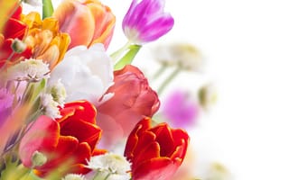 Картинка букет, тюльпаны, цветы