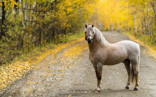 Картинка осень, конь, дорога