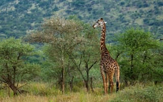 Обои природа, жирафа, Африка