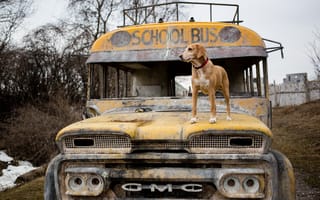 Картинка собака, School Bus, друг