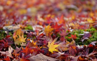 Картинка земля, осень, цветные, листья