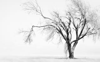 Картинка увядшее, одинокое, дерево
