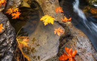 Картинка макро, листья, осень, камни, вода