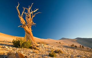 Картинка Пейзаж, пустыня, камни, холмы, коряга, песок, сухое дерево