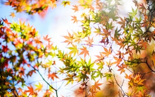 Картинка листья, дерево, желтые, осень, клен, крона