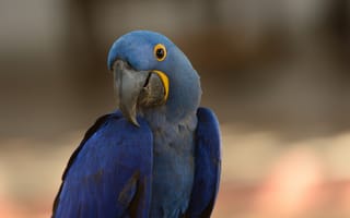 Картинка птица, ара, попугай, синий