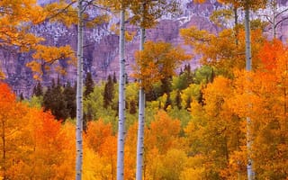 Картинка осень, деревья, лес, багрянец, пейзаж, листья, горы