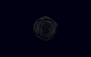 Картинка чёрный фон, Чёрная роза, цветок