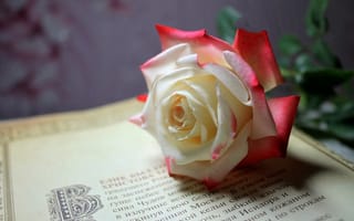 Картинка книжная, Цветок, роза, страница