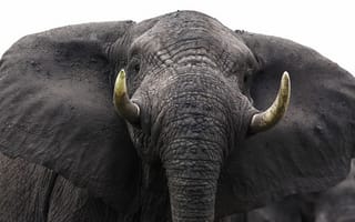 Картинка слон, природа