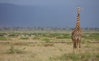 Картинка шея, саванна, жираф