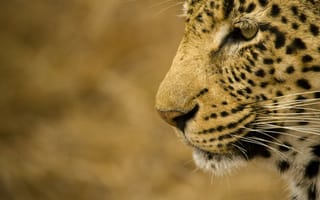 Картинка дикая кошка, леопард, морда, хищник, профиль