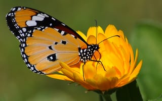 Картинка бабочка, цветок, жёлтый, зелёный