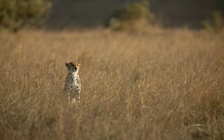 Картинка дикая кошка, хищник, гепард, наблюдение, морда, трава