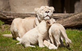 Обои детёныши, кошки, белые львы, львёнок, семья, львица