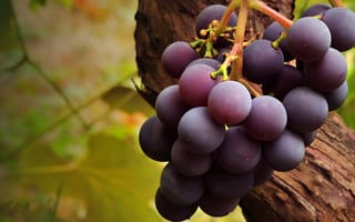 Картинка макро, лоза, виноград, урожай