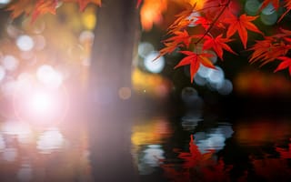 Картинка отражение, рябь, клён, осень, красный, блики, вода