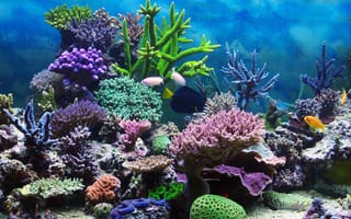 Картинка tropical, reef, подводный мир, коралловый риф, ocean, coral, fishes, underwater