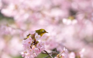 Картинка цветение, сакура, птица, весна, дерево, природа