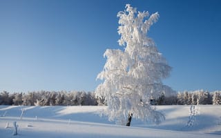 Обои дерево, снег, зима, пейзаж