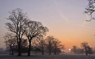 Картинка туман, утро, деревья, пейзаж